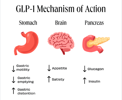 How GLP-1 impacts our hunger and fullness levels by influencing the stomach, brain, and pancreas. GLP-1 reduces gastric motility and gastric emptying, while increasing distention.  It influences the brain to reduce appetite and increase satiety. It stimulates insulin release from the pancreas and reduces glucagon secretion. 